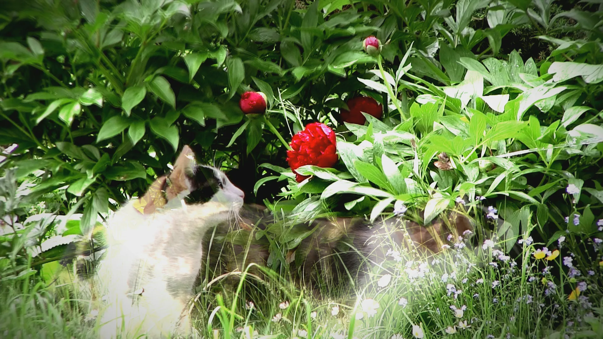 Jednoletá zahrada - timelapse film - prolnutí časoprostoru