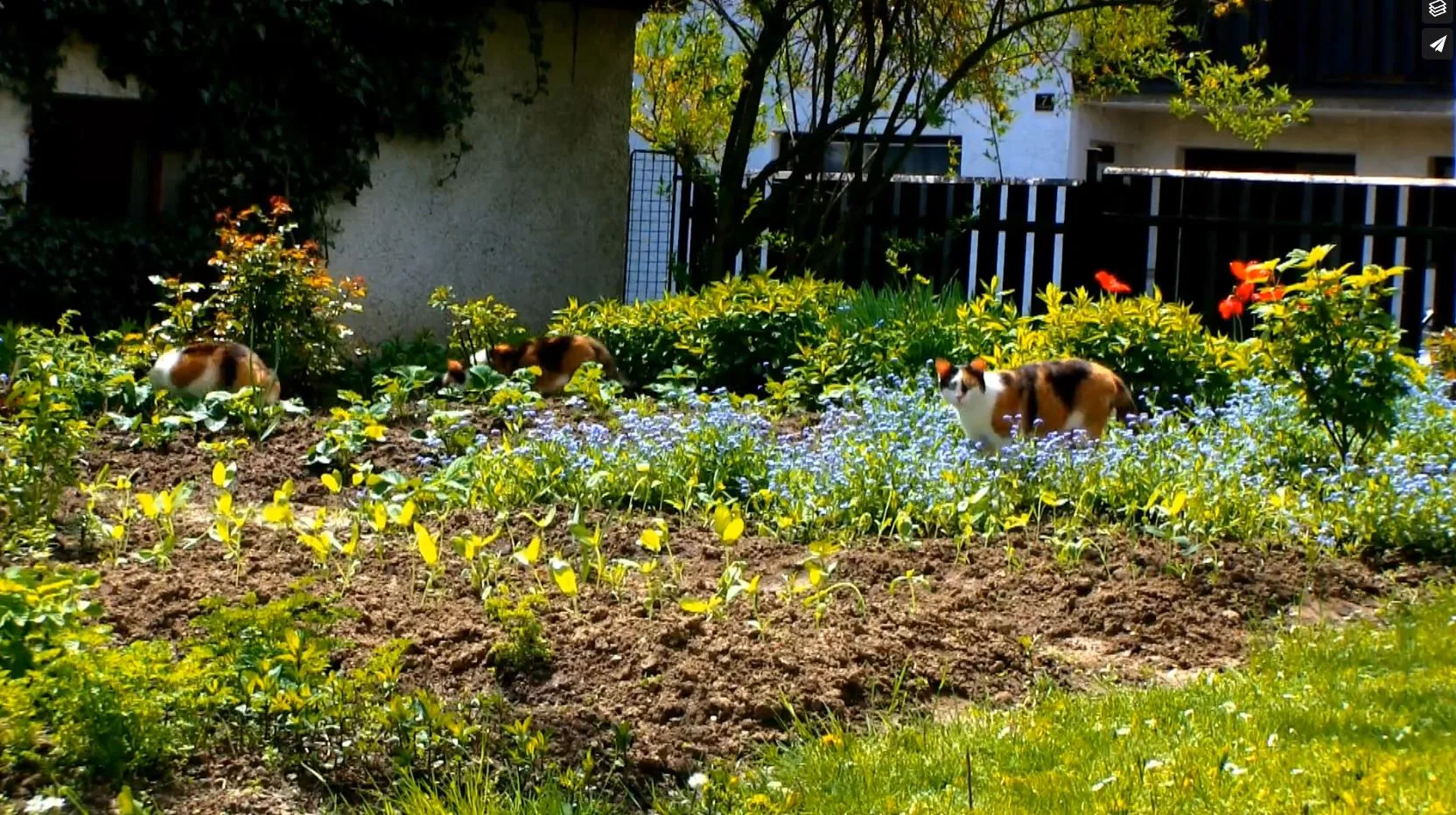 Jednoletá zahrada - 3 kočky času